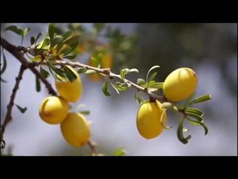 La richesse de l’huile d’Argan BIO certifiée